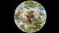 Aras, Fischerdorf Tarcoles, Costa Rica &ndash; &copy; Maria Drewans (Eberhardt TRAVEL)