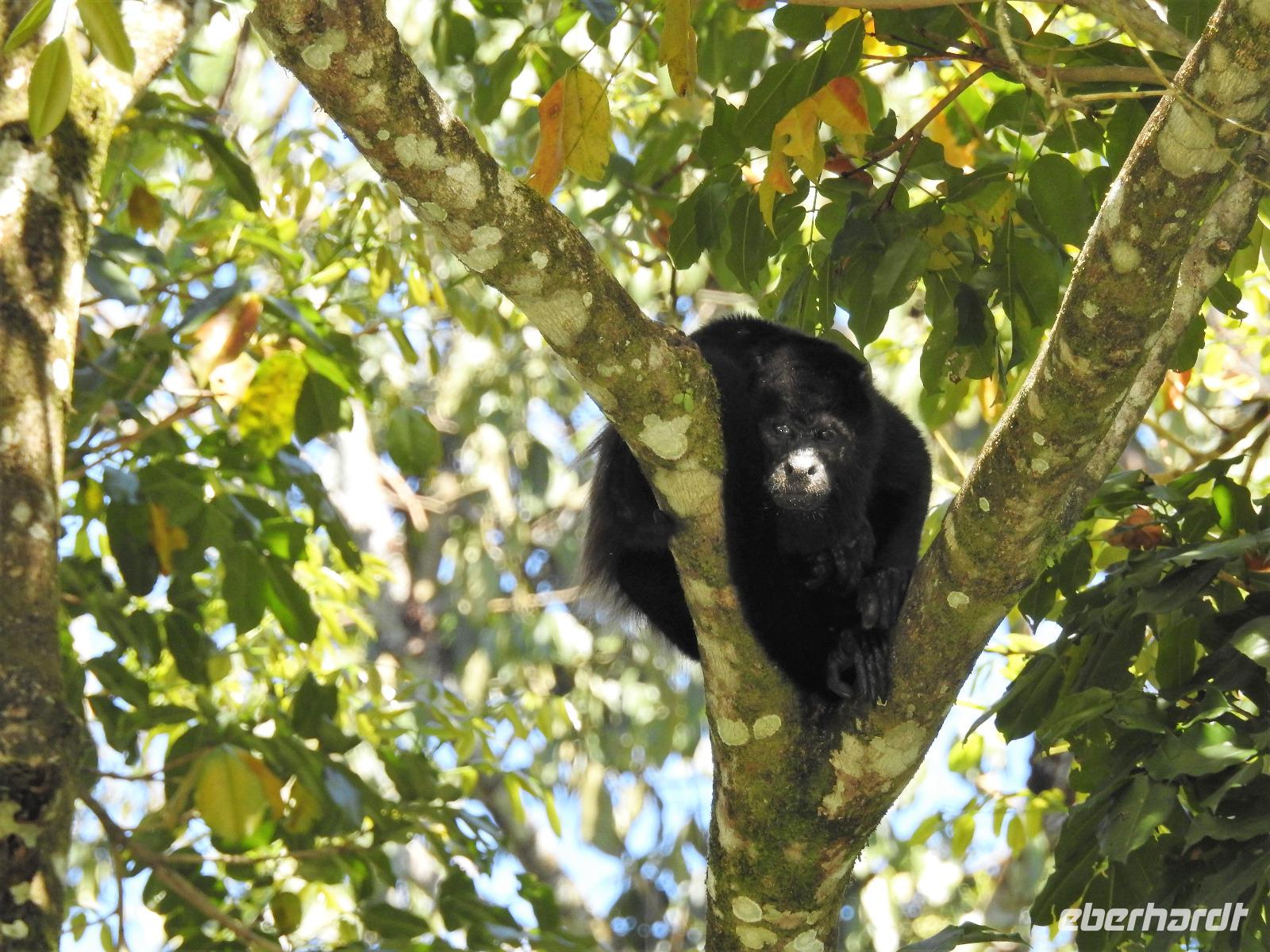 Brüllaffe - Costa Rica &ndash; &copy; Sabine Letzybyll (Eberhardt TRAVEL)
