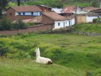 Lama &ndash; &copy; Sabine Letzybyll (Eberhardt TRAVEL)