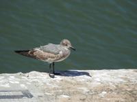 Vogel &ndash; &copy; Sabine Letzybyll (Eberhardt TRAVEL)