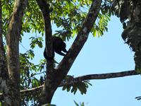 Brüllaffe - Costa Rica &ndash; &copy; Sabine Letzybyll (Eberhardt TRAVEL)