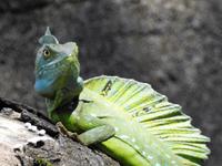 Leguan - Costa Rica &ndash; &copy; Sabine Letzybyll (Eberhardt TRAVEL)