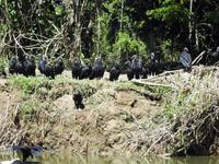 Geier - Costa Rica &ndash; &copy; Sabine Letzybyll (Eberhardt TRAVEL)