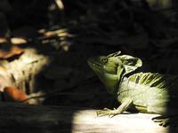 Leguan - Costa Rica &ndash; &copy; Sabine Letzybyll (Eberhardt TRAVEL)