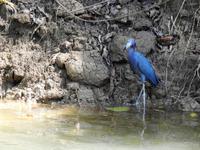 Blaureiher - Costa Rica &ndash; &copy; Sabine Letzybyll (Eberhardt TRAVEL)
