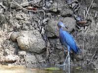 Blaureiher - Costa Rica &ndash; &copy; Sabine Letzybyll (Eberhardt TRAVEL)