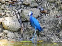 Blaureiher - Costa Rica &ndash; &copy; Sabine Letzybyll (Eberhardt TRAVEL)