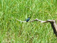 Eisvogel - Costa Rica &ndash; &copy; Sabine Letzybyll (Eberhardt TRAVEL)