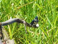Eisvogel - Costa Rica &ndash; &copy; Sabine Letzybyll (Eberhardt TRAVEL)