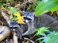 Waschbären - Costa Rica  &ndash; &copy; Sabine Letzybyll (Eberhardt TRAVEL)