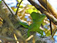 Leguan - Costa Rica &ndash; &copy; Sabine Letzybyll (Eberhardt TRAVEL)