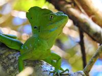 Leguan - Costa Rica &ndash; &copy; Sabine Letzybyll (Eberhardt TRAVEL)