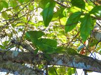 Leguan - Costa Rica &ndash; &copy; Sabine Letzybyll (Eberhardt TRAVEL)