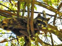 Waschbär - Costa Rica  &ndash; &copy; Sabine Letzybyll (Eberhardt TRAVEL)