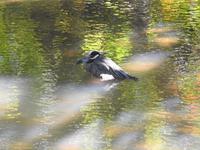 Vogel &ndash; &copy; Sabine Letzybyll (Eberhardt TRAVEL)