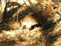 Nasenbär &ndash; &copy; Sabine Letzybyll (Eberhardt TRAVEL)