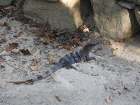 Tulum