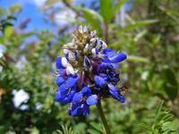 Andenlupine Cuicocha &ndash; &copy; Hubert Lücker (Eberhardt TRAVEL)