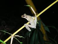 Baumfrosch &ndash; &copy; Hubert Lücker (Eberhardt TRAVEL)