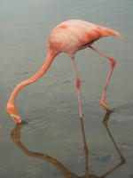 Flamingo 1 &ndash; &copy; Hubert Lücker (Eberhardt TRAVEL)