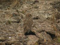 Galapagos Ohreule &ndash; &copy; Hubert Lücker (Eberhardt TRAVEL)