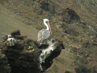 Meerespelikan &ndash; &copy; Hubert Lücker (Eberhardt TRAVEL)