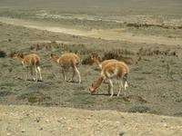 Vicugnas &ndash; &copy; Hubert Lücker (Eberhardt TRAVEL)