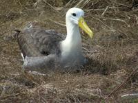 Wellenalbatross 1 &ndash; &copy; Hubert Lücker (Eberhardt TRAVEL)
