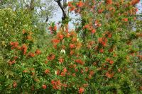 Chile und Osterinsel -  Feuerbaum &ndash; &copy; Franziska Barthel (Eberhardt TRAVEL)