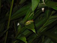 Laubfrosch &ndash; &copy; Sylvia Sann (Eberhardt TRAVEL)