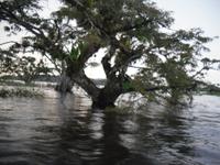 Cuyabeno-Reservat &ndash; &copy; Sylvia Sann (Eberhardt TRAVEL)