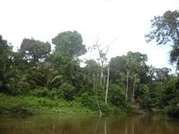 Im Regenwald