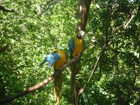 Papageien &ndash; &copy; Sylvia Sann (Eberhardt TRAVEL)