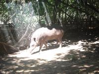 südamerikanisches Tapir &ndash; &copy; Sylvia Sann (Eberhardt TRAVEL)