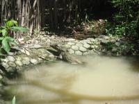 Caiman