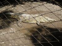 amerikanisches Krokodil &ndash; &copy; Sylvia Sann (Eberhardt TRAVEL)