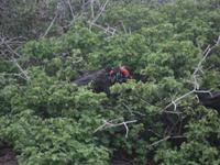 Fregattvogel &ndash; &copy; Sylvia Sann (Eberhardt TRAVEL)