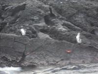 Pinguine &ndash; &copy; Sylvia Sann (Eberhardt TRAVEL)