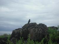 Galapagosbussard &ndash; &copy; Sylvia Sann (Eberhardt TRAVEL)