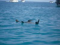Eine faule Seerobbe &ndash; &copy; Sylvia Sann (Eberhardt TRAVEL)
