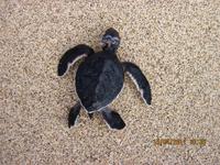 Schildkröte &ndash; &copy; Sylvia Sann (Eberhardt TRAVEL)
