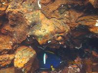 Unterwasserwelt Galapagos &ndash; &copy; Sylvia Sann (Eberhardt TRAVEL)