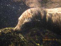 Unterwasserwelt Galapagos &ndash; &copy; Sylvia Sann (Eberhardt TRAVEL)