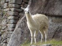 Peru Machu Picchu  &ndash; &copy; Sabine Letzybyll (Eberhardt TRAVEL)