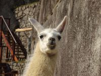 Peru Machu Picchu  &ndash; &copy; Sabine Letzybyll (Eberhardt TRAVEL)