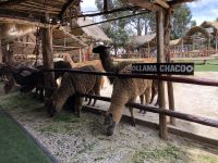 Manos de la Comunidad  &ndash; &copy; Francisco Javier Burgos Gutierrez (Eberhardt TRAVEL)