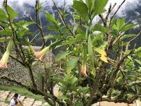 MachuPicchu 