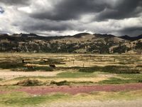 Altiplano 