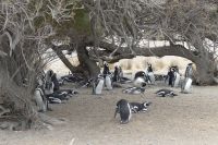 Halbinsel Valdes, Magellanpinguine &ndash; &copy; Frank Nimschowski (Eberhardt TRAVEL)