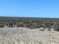 Guanacos &ndash; &copy; Mandy Rauschner (Eberhardt TRAVEL)